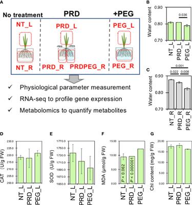 Integrated omic analysis provides insights into the molecular regulation of stress tolerance by partial root-zone drying in rice